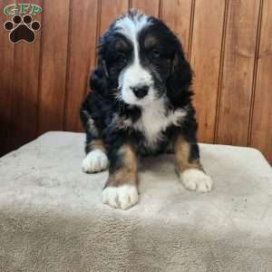 Meadow, Bernedoodle Puppy